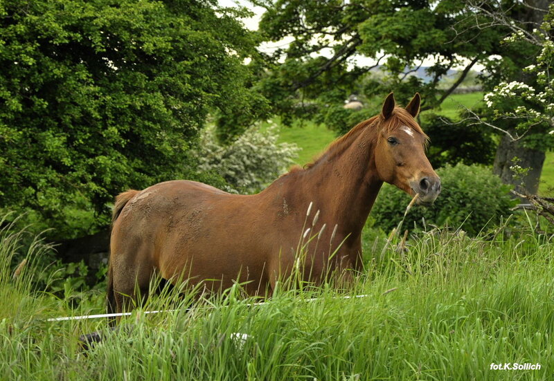 Brown Horse in Grass