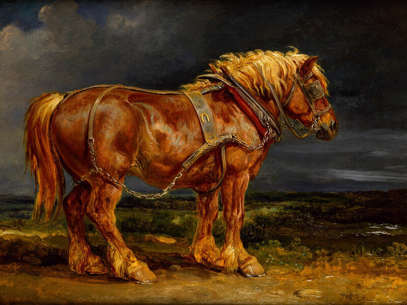 Brown Horse in Harness — Dramatic