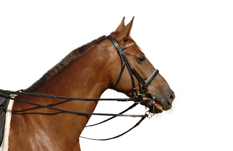brown horse in harness