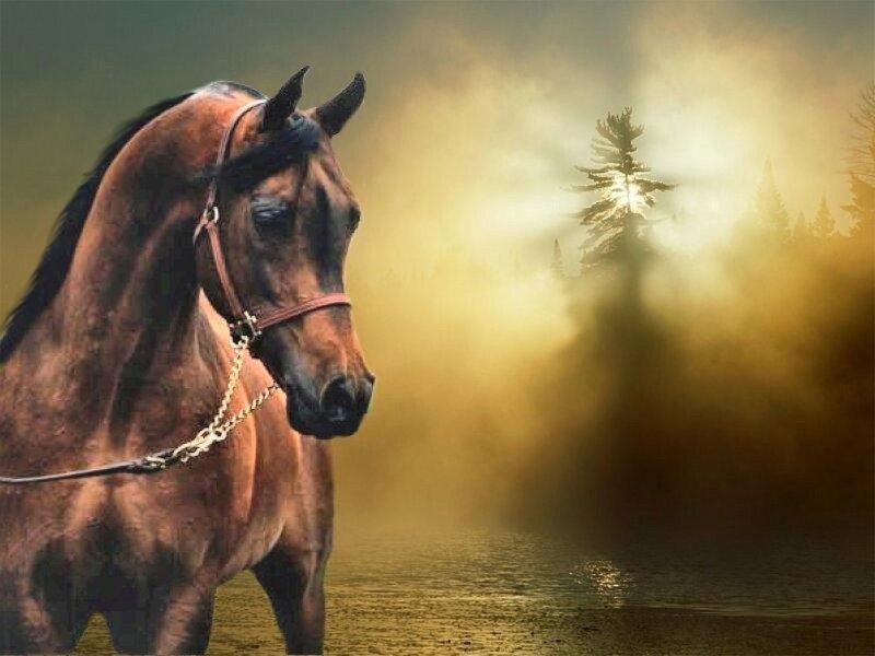 Brown Horse in Mist — Dramatic