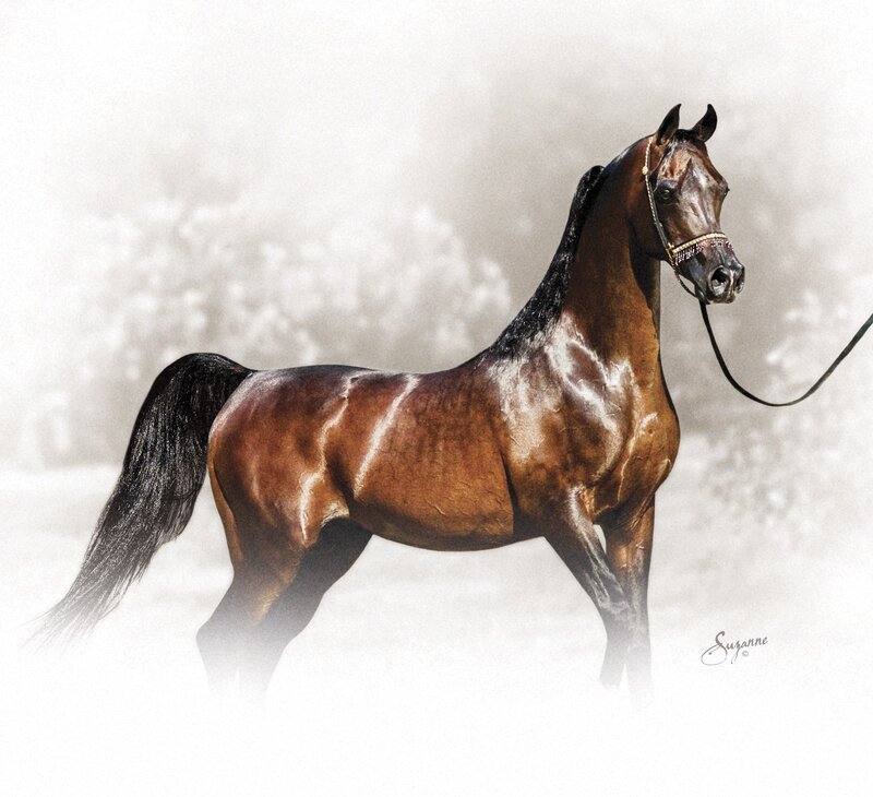 brown horse in mist