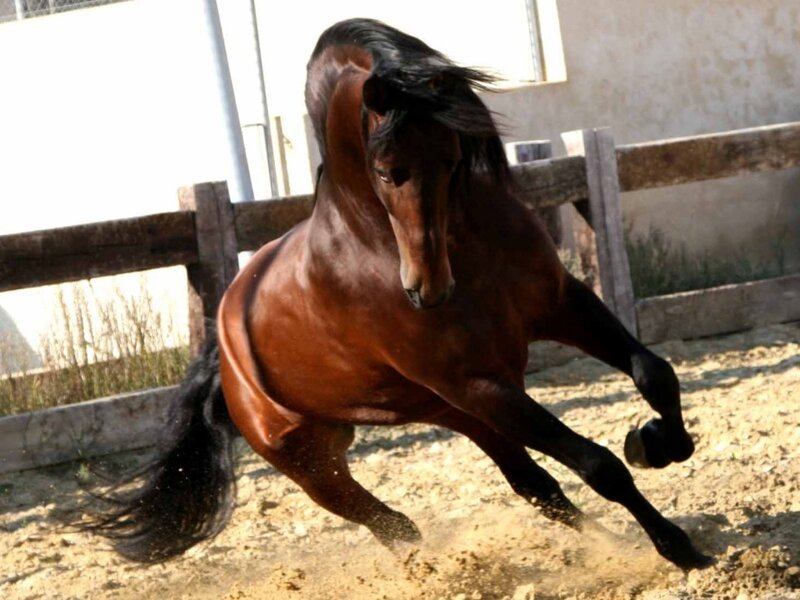 brown horse in motion