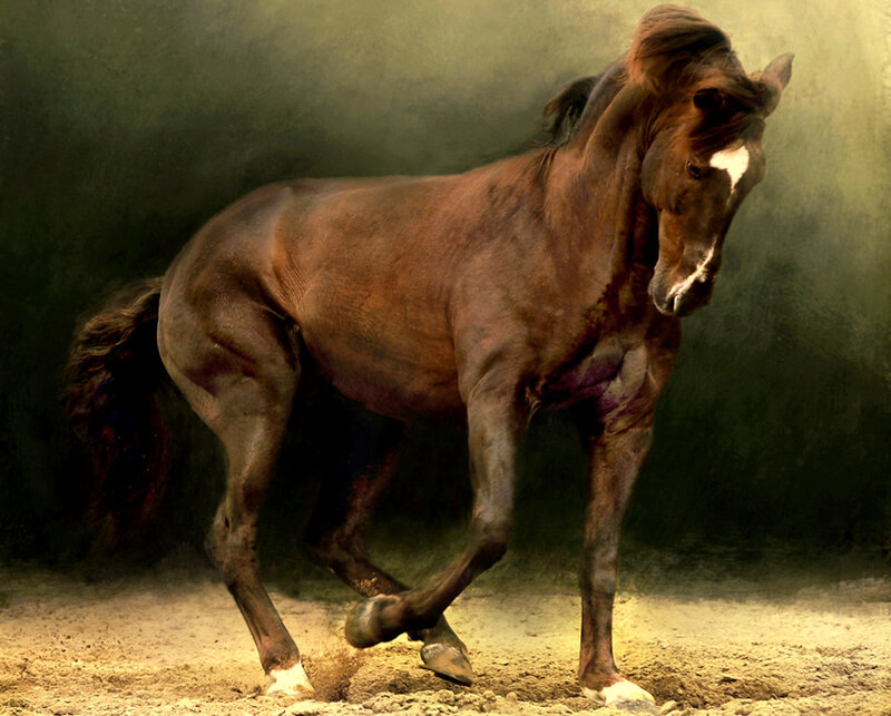 brown horse in motion
