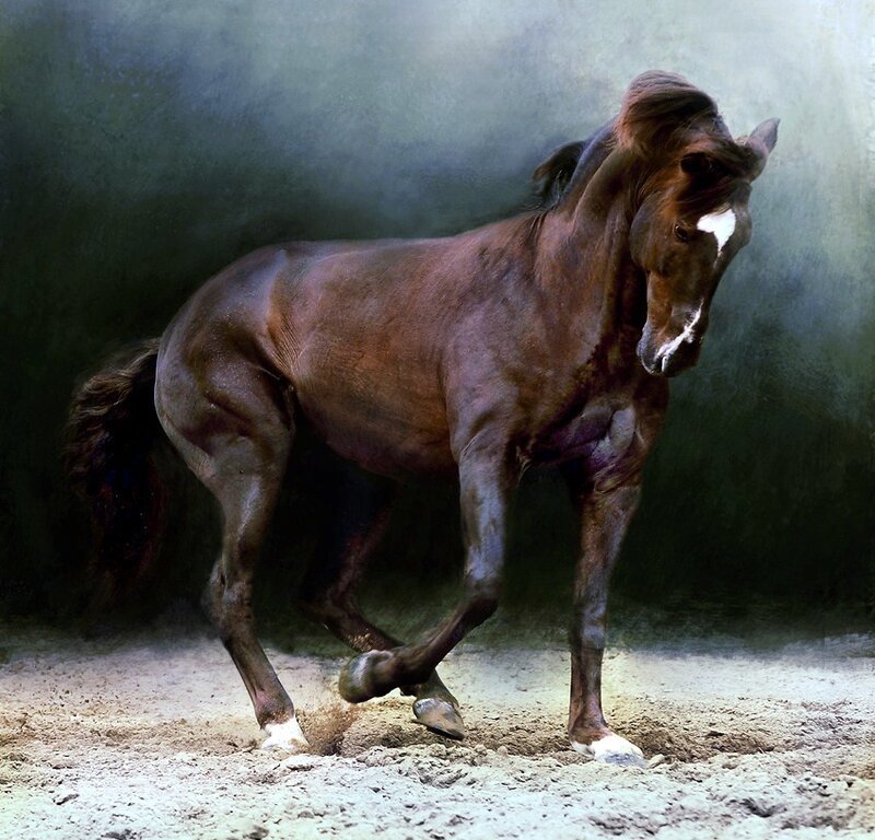 brown horse in motion