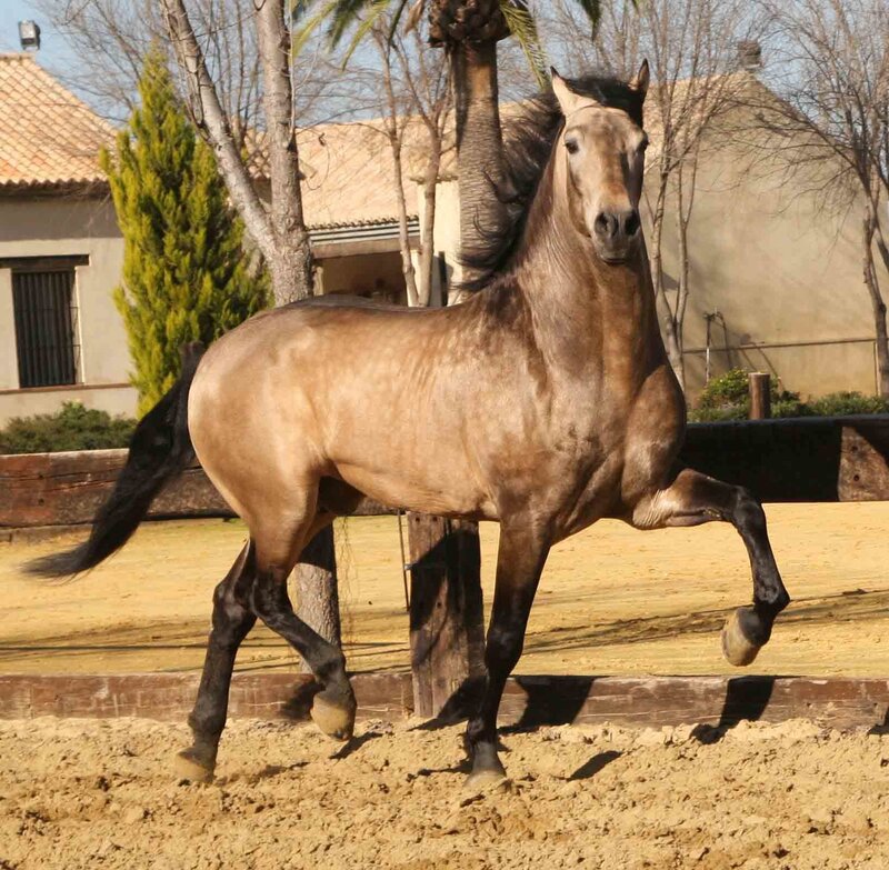 brown horse in motion