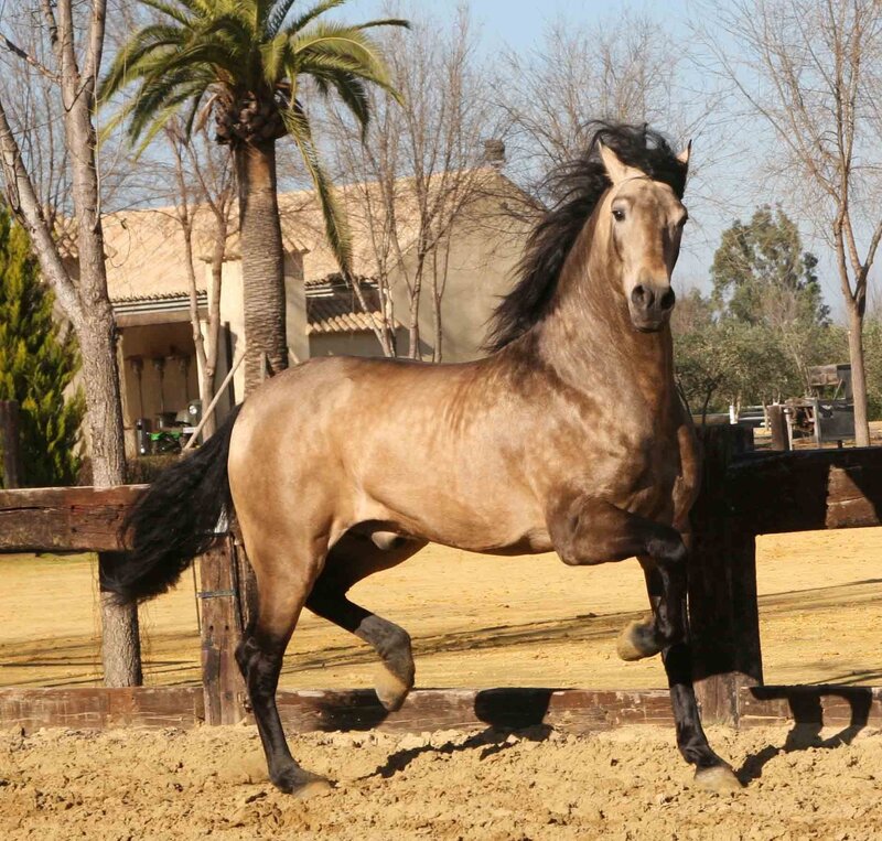 brown horse in motion