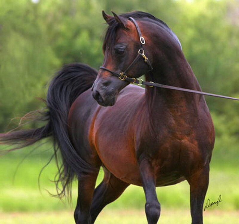 Brown Horse in Motion — Calm