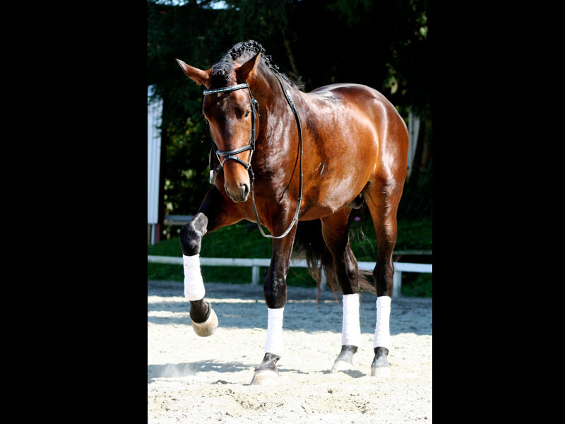 Brown Horse in Motion — Focused