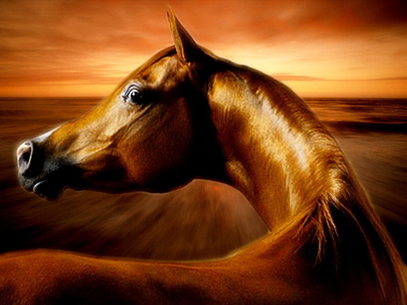 Brown Horse in Motion — Orange