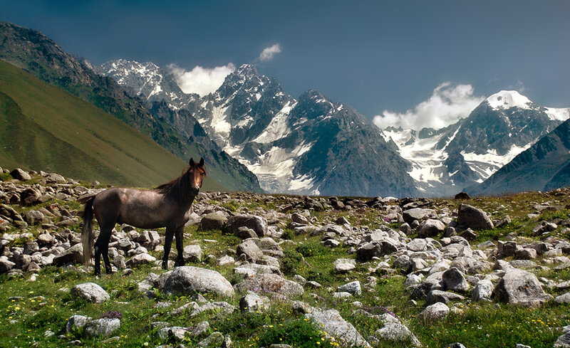 Brown Horse in Mountains