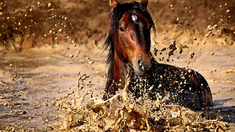 Brown Horse in Mud