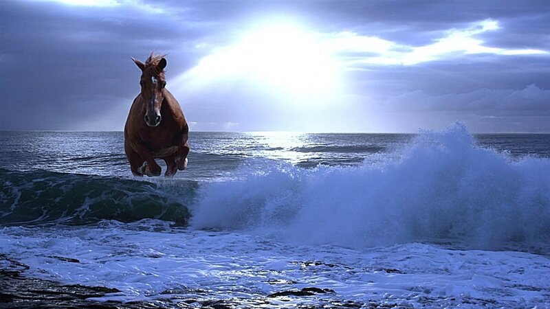 Brown Horse in Ocean — Blue
