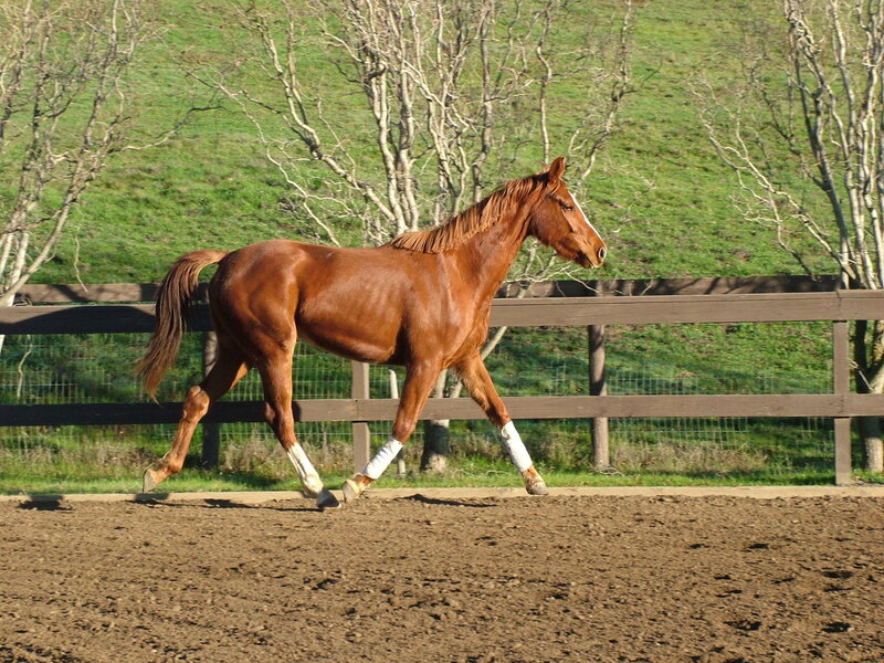 brown horse in paddock