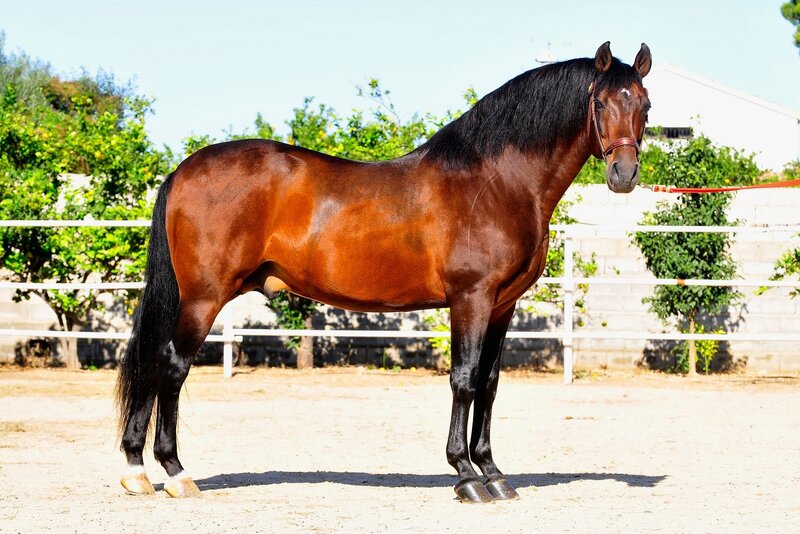 brown horse in paddock