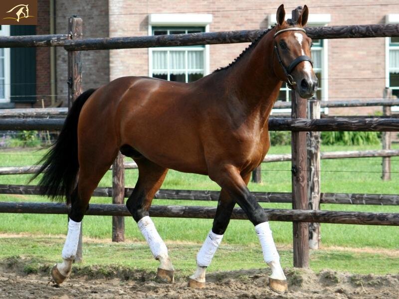Brown Horse in Paddock — Calm, Afternoon, Photograph, Fence