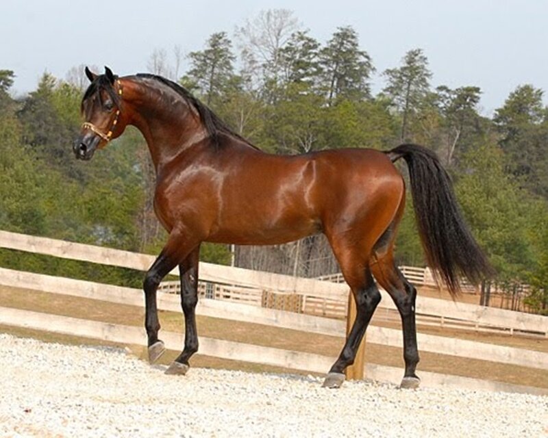 Brown Horse in Paddock — Calm, Afternoon, Photograph