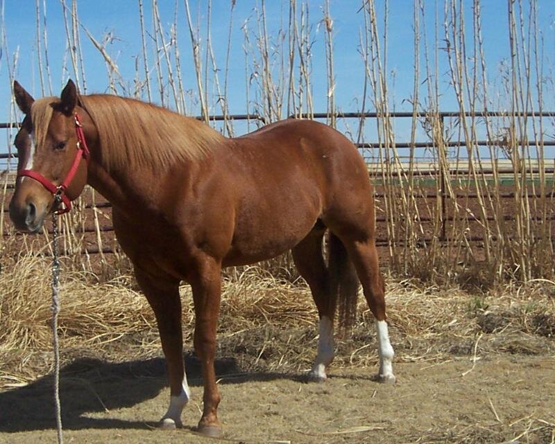 Brown Horse in Paddock — Calm, Afternoon
