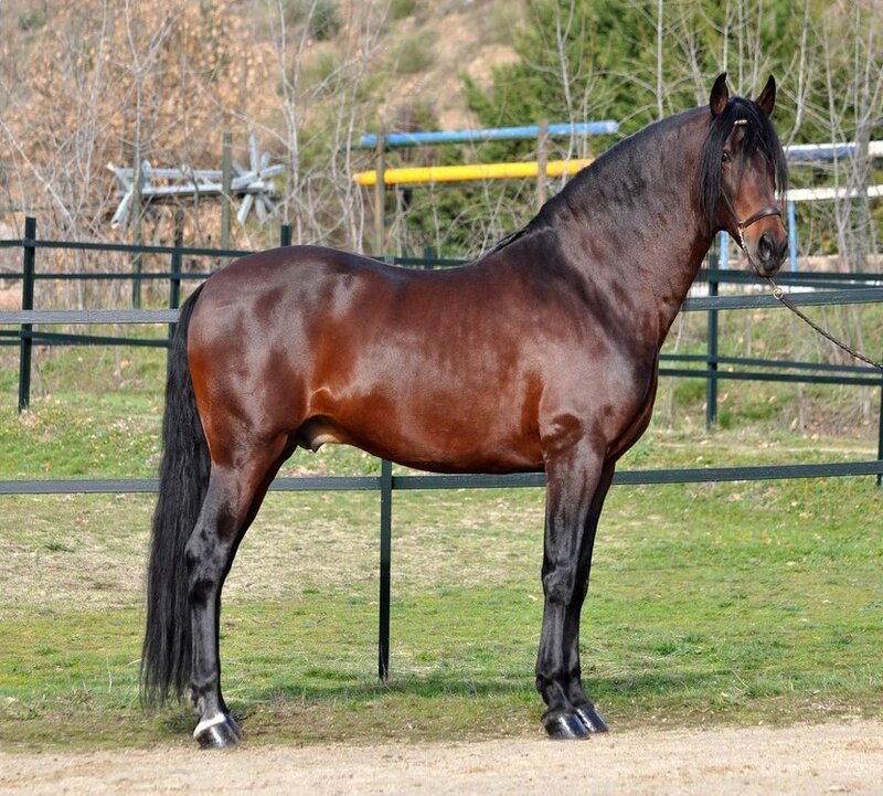 Brown Horse in Paddock — Calm