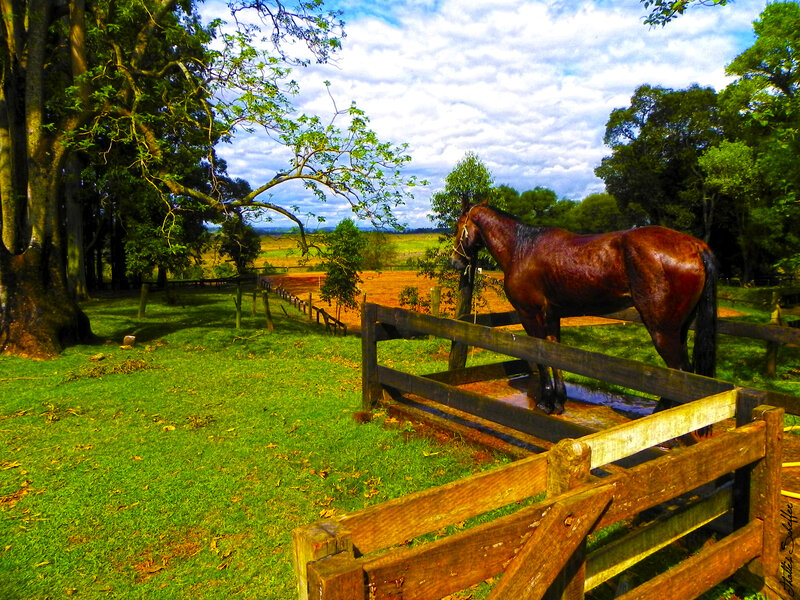 Brown Horse in Paddock — Green