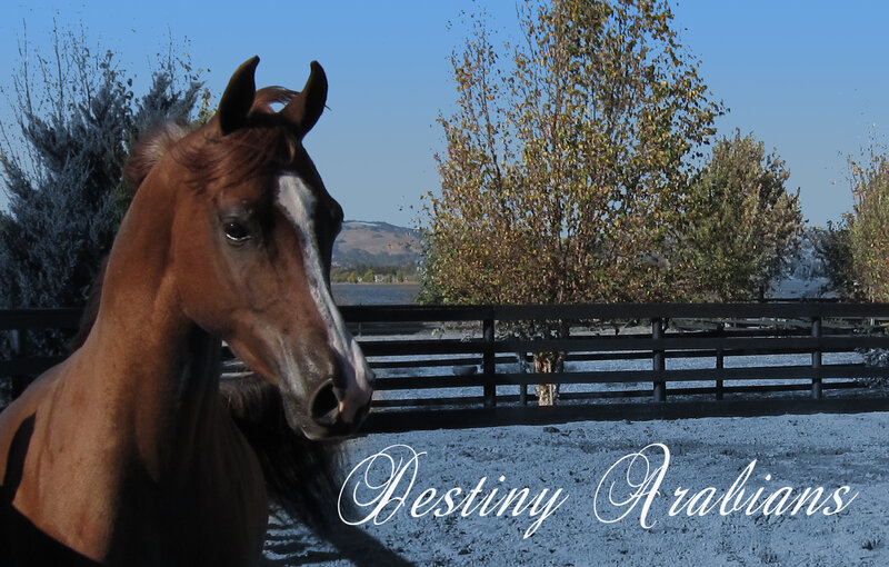 Brown Horse in Paddock — Serene