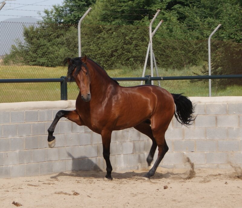 brown horse in paddock