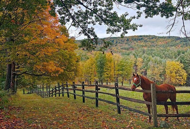 Brown Horse in Pasture — Green