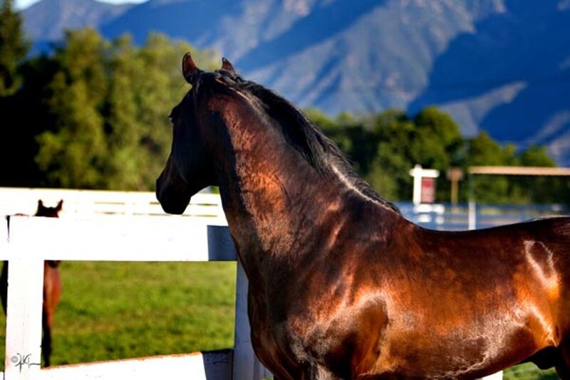 Brown Horse in Pasture