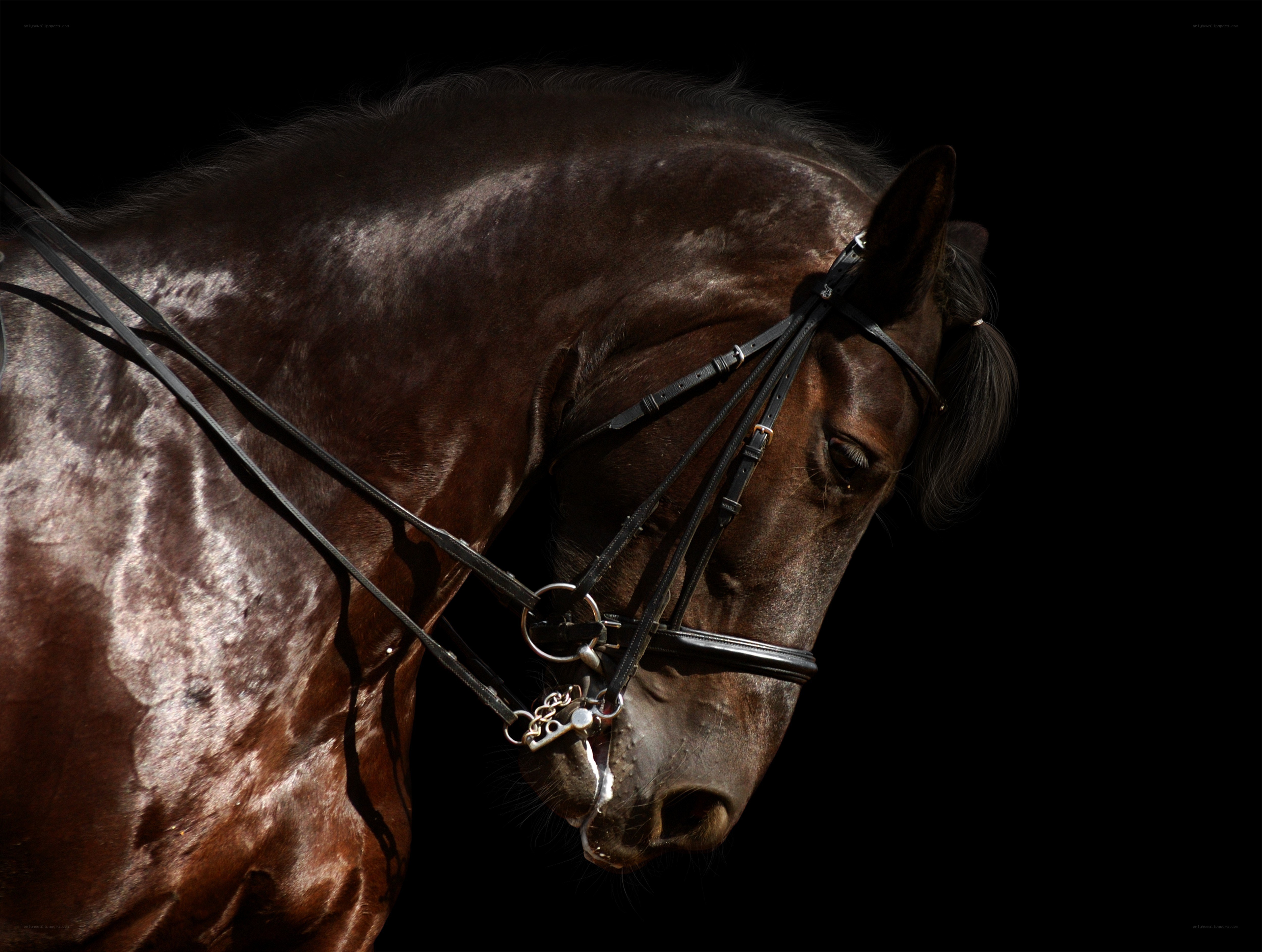 brown horse in profile