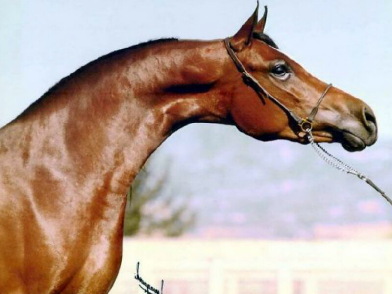 Brown Horse in Profile — Calm, Afternoon, Photograph, Bridle