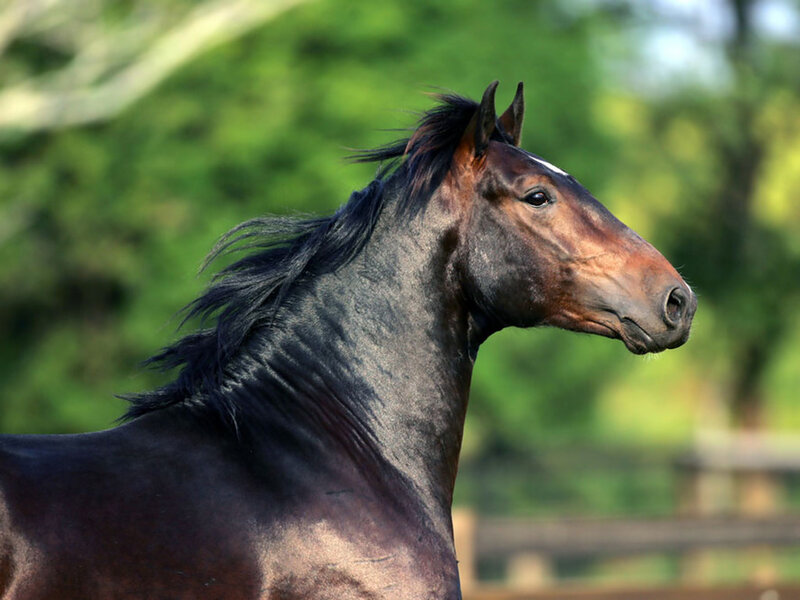 Brown Horse in Profile — Calm, Afternoon, Photograph, Green Trees