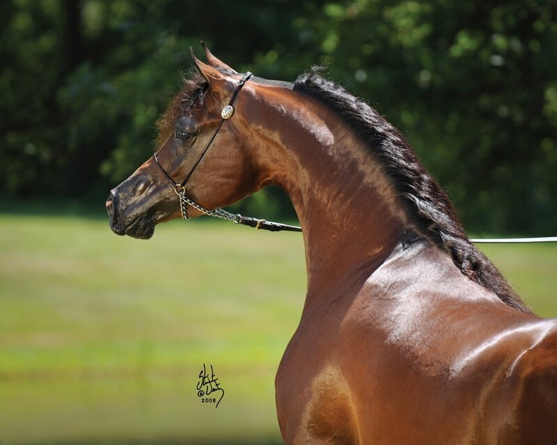Brown Horse in Profile — Calm, Afternoon