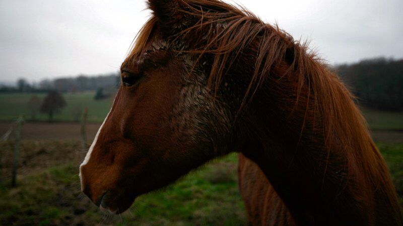Brown Horse in Profile — Calm, Morning