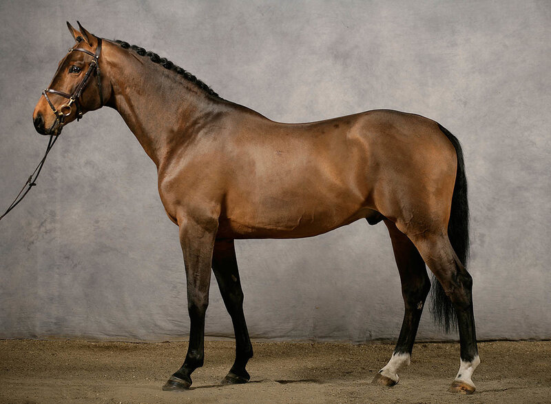 Brown Horse in Profile — Calm, Photograph