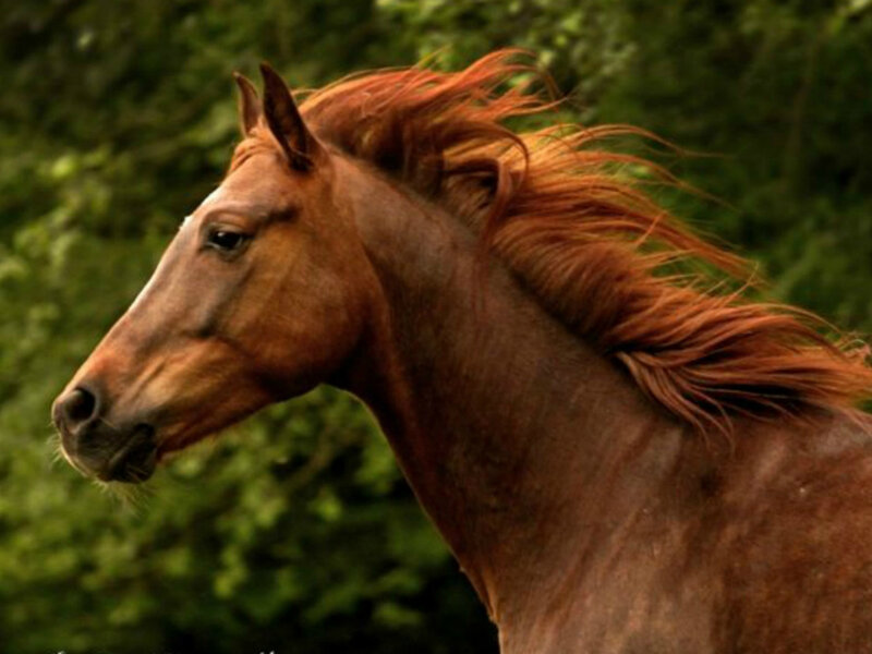 Brown Horse in Profile — Calm, Photograph, Trees