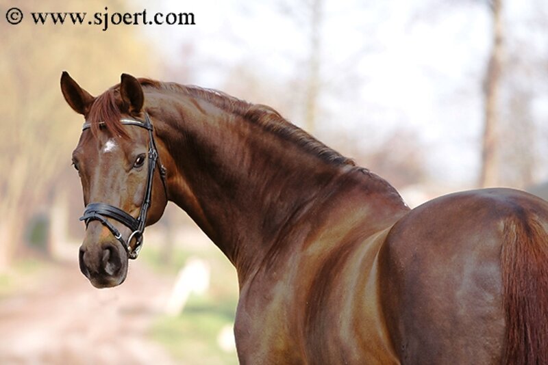 Brown Horse in Profile — Calm, Spring