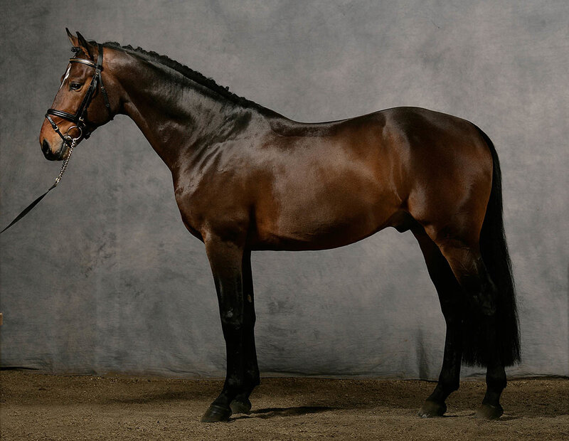 Brown Horse in Profile — Calm