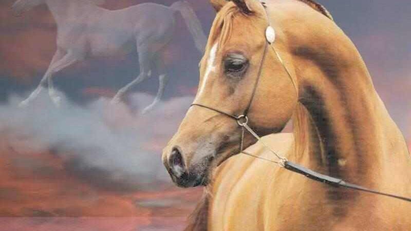 Brown Horse in Profile — Dramatic, Painting