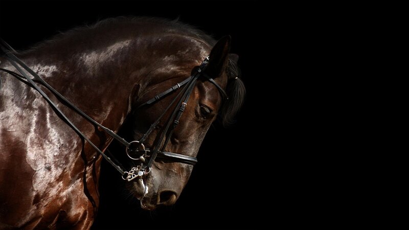 Brown Horse in Profile — Dramatic, Photograph, Bridle