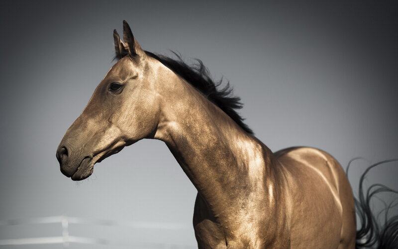 Brown Horse in Profile — Dramatic, Photograph, Gray Background