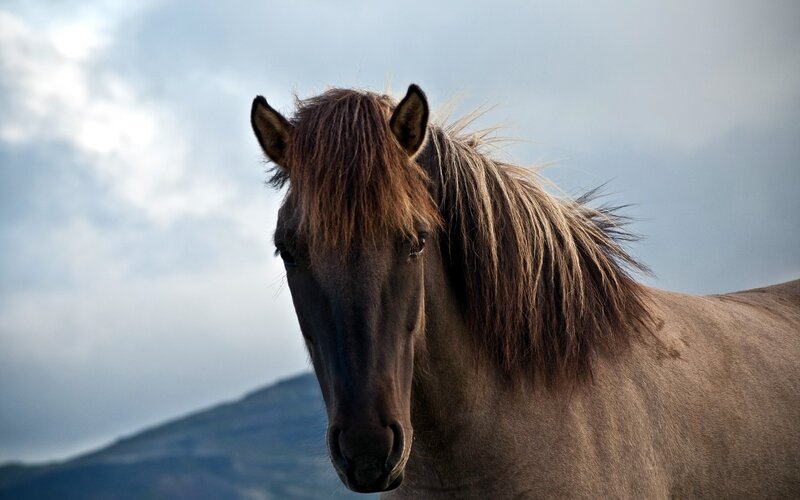 Brown Horse in Profile — Dramatic, Photograph, Sky