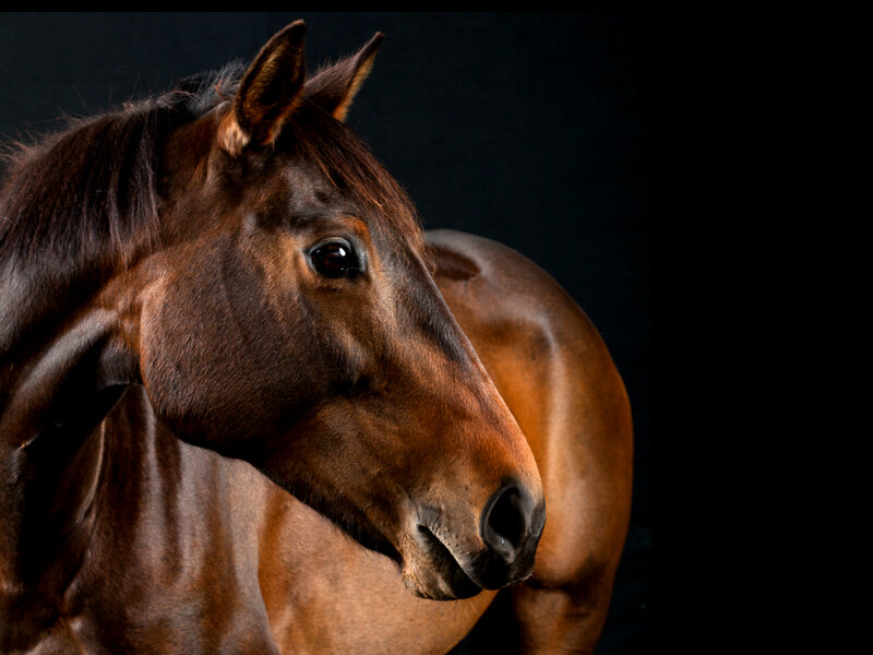 Brown Horse in Profile — Dramatic, Photograph