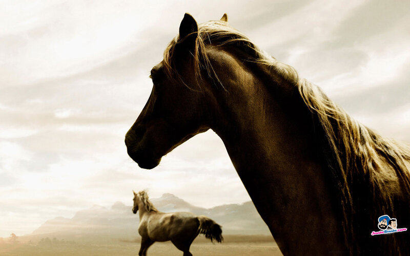 Brown Horse in Profile — Dramatic, Sunset