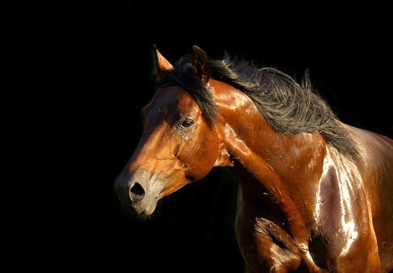 Brown Horse in Profile — Dramatic