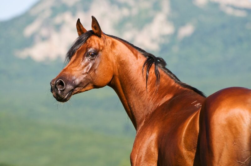 Brown Horse in Profile — Serene