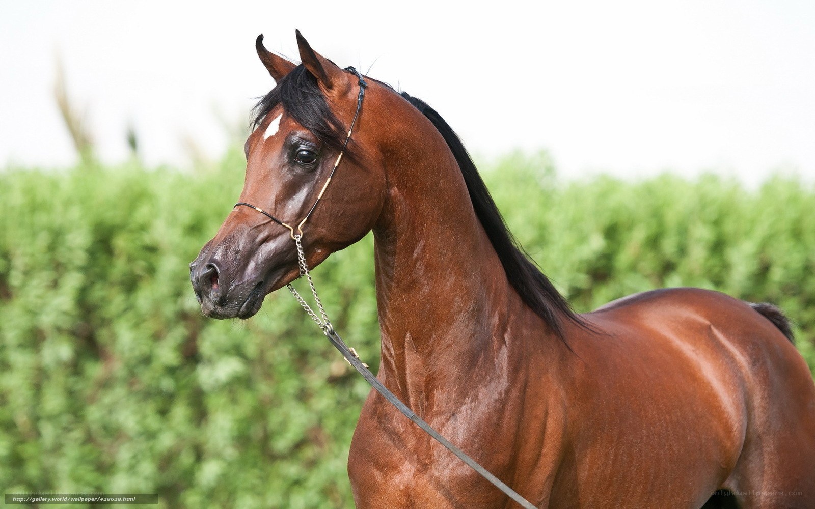 brown horse in profile