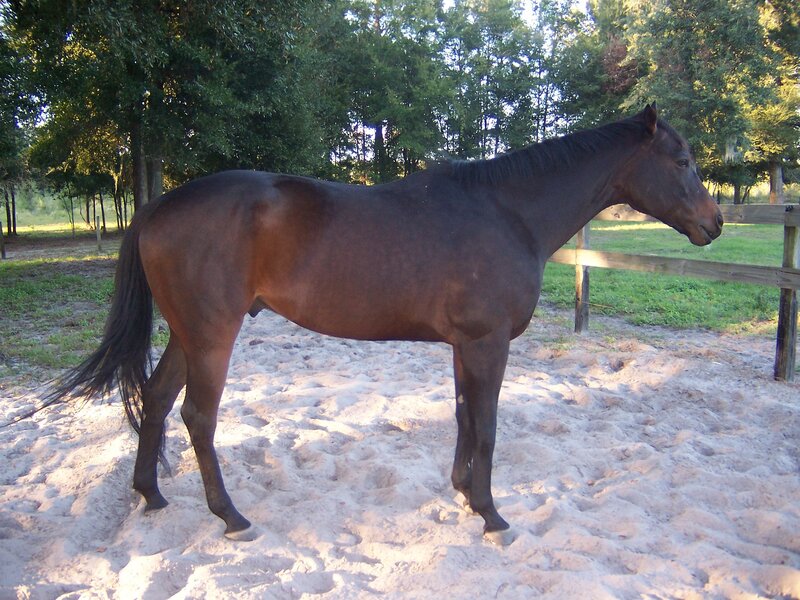 brown horse in sandy enclosure