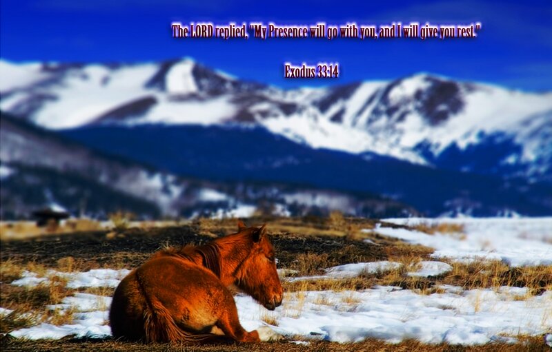 Brown Horse in Snow — Blue