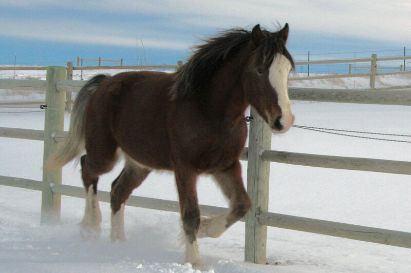 Brown Horse in Snow — Calm