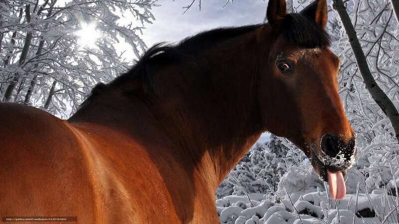 Brown Horse in Snow — Calm, Winter, Photograph, Trees, Sun