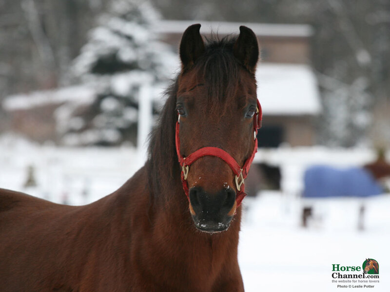 Brown Horse in Snow — Calm, Winter